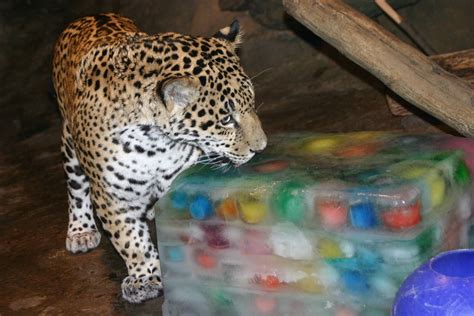 First Birthday Celebration of Jaguar Cubs at Milwaukee County Zoo