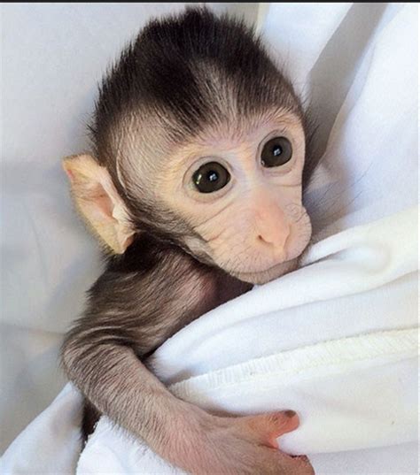 Monkeys Get Autism Gene In Quest For Treatments Cn