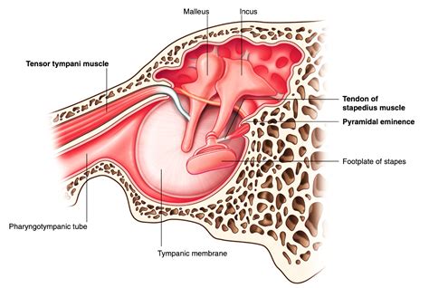 Anatomy of Middle ear - Dr. Rahul Bagla ENT Textbook