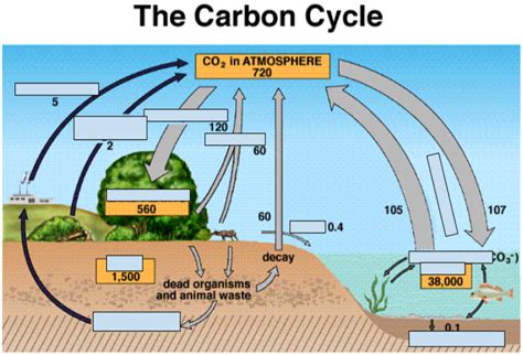 Carbon Cycle Diagram Diagram Quizlet