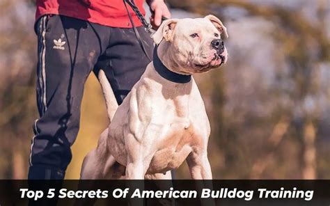 Top 5 Secrets Of American Bulldog Training Must See