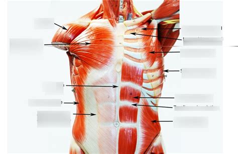 Human A P Muscles Diagram Quizlet