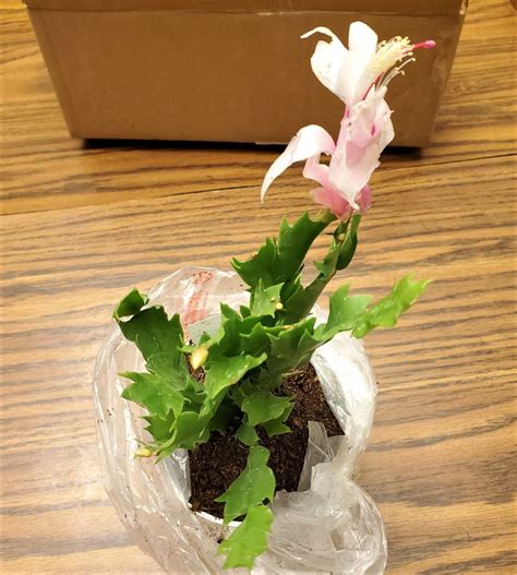 4″ Pot White Christmas Cactus Plant Zygocactus Hannah Gardens