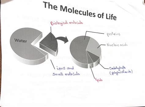 The Molecules Of Life Flashcards Quizlet