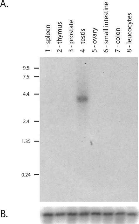 Northern Blot Analysis A Human Mtn Blot Ii Clontech Containing 2