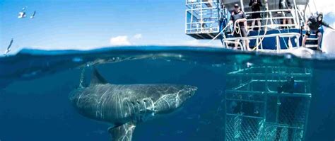 SHARK CAGE DIVING GANSBAAI | Western Cape | Active adventure (ZA)