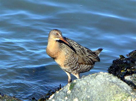 Free picture: clapper, rail, bird, shore