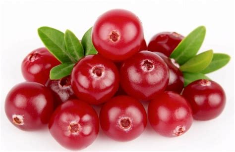 15 Benefícios Da Cranberry Para Que Serve E Características Dicas