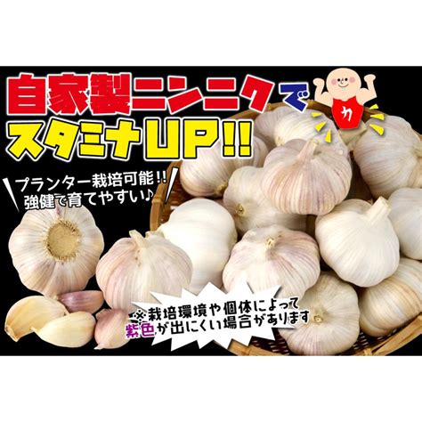 ニンニク 種球 紫ニンニク 珠むらさき 中国産 1kg にんにく ニンニクの種 にんにくのたね 大蒜 ガーリック スタミナ 人気 安い