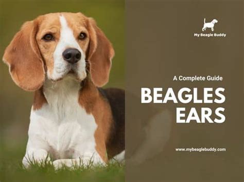 How to Keep Your Beagles Ears Healthy and Infection-Free