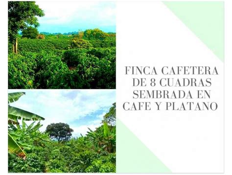 FINCA DE 8 CUADRAS SEMBRADA EN CAFE Y PLATANO 4850