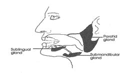 Open Mouth Diagram