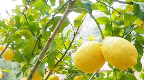 Rüyada Limon Ağacı Görmek Ne Anlama Gelir Ne Demek Neye Yorumlanır