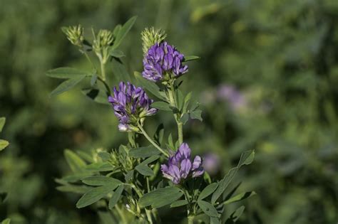 Medicago Ruthenica Flower Leaf Uses PictureThis