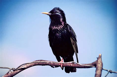 Male starling – Introduced land birds – Te Ara Encyclopedia of New Zealand