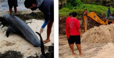 Delfines encallaron y murieron esta tarde en playas de Cancún