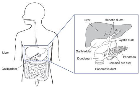 Gallbladder Pain Location Diagram - exatin.info