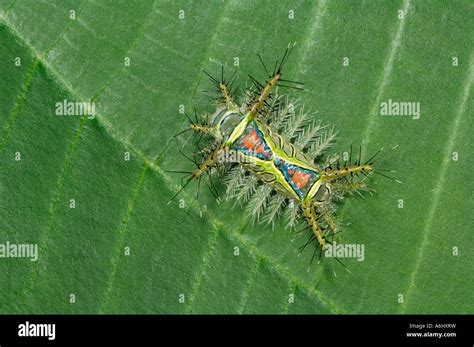 Saddleback moth caterpillar on leaf Manuel Antonio National Park Costa Rica Stock Photo - Alamy