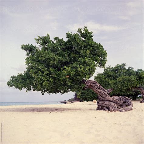 «Divi Divi Tree On The Beach In Aruba» del colaborador de Stocksy ...