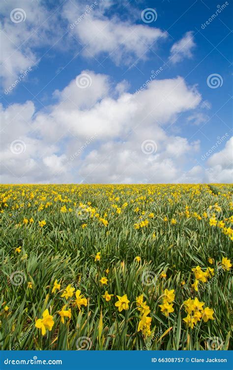 Spring Daffodil Field Stock Image Image Of Field Sunshine 66308757