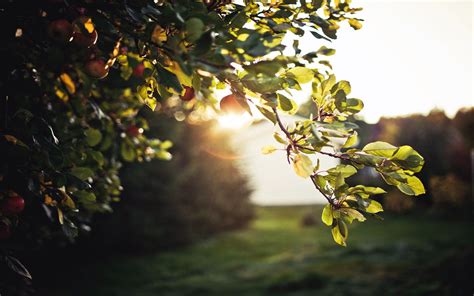 sun, Trees, Sunlight, Apples, Fruit, Trees Wallpapers HD / Desktop and ...