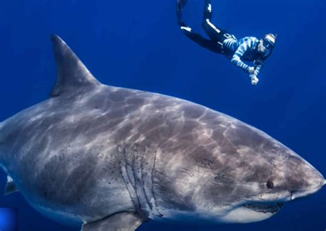 The Largest Great White Ever Seen In US Waters