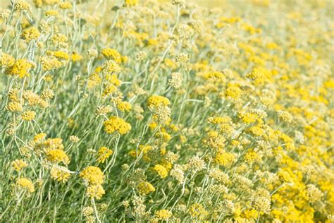 Ingredient Spotlight: Helichrysum Italicum - Plant Guru