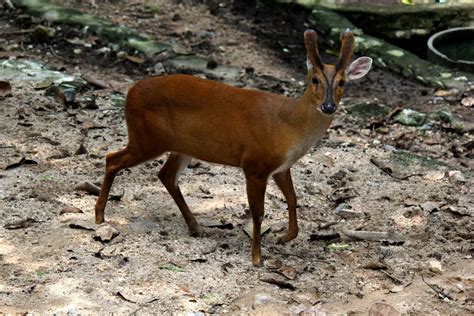 Indian Muntjac Muntiacus Muntjak Curvostylis Zoochat