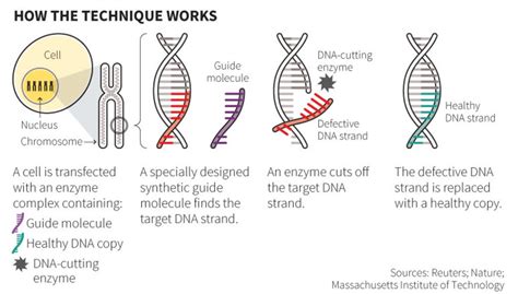 Understanding How Crispr Works The Basics Genetic Literacy Project