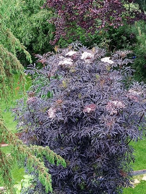 Schwarzer Holunder Black Lace ® Sambucus Nigra Black Lace