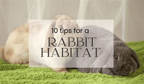 Creating an Awesome Rabbit Habitat - The Domesticated Rabbit