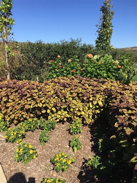 Coleus Grown As Hedges Red Dirt Ramblings®