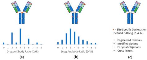 What Is Antibody Conjugation And Labeling Boc Sciences