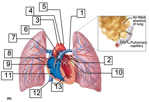 Lab 10 Human Blood Vessel Anatomy Diagram Quizlet