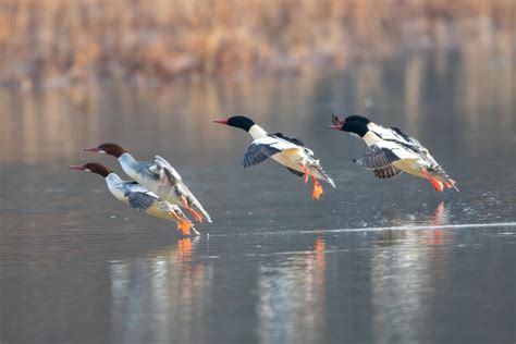 Grand Harle Oiseaux Canards Du Qu Bec