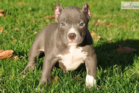 Miniature Pitbull Breed
