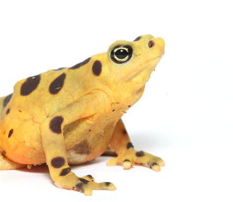 Panamanian Golden Frog