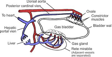 Swim bladder - Wikipedia