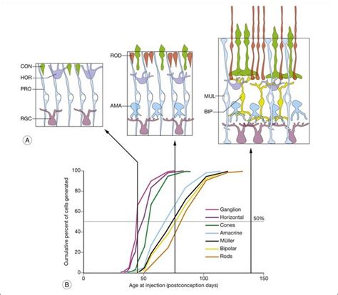 The Development Of The Retina Clinical Gate