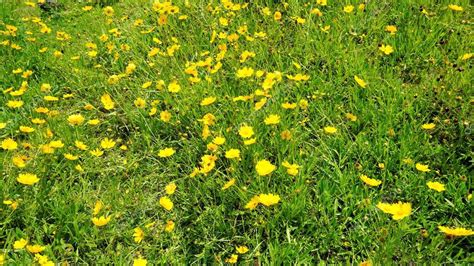 Imagen De Fondo Hecha De Hermosas Flores Amarillas De Coreopsis