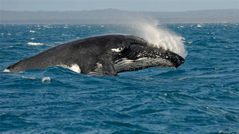 Wale Und Delfine Anpassung Ans Meeresleben Tiere Im Wasser Natur