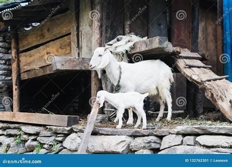 Nanny Goat And Goatling In The Barnyard Stock Image Image Of Goat