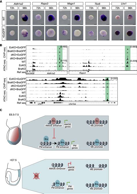 Eomes Restricts Brachyury Functions At The Onset Of Mouse Gastrulation