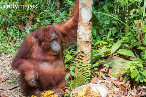 Bornean Orangutan Pongo Pygmaeus In Latin Name Semi Wild Orangutan In