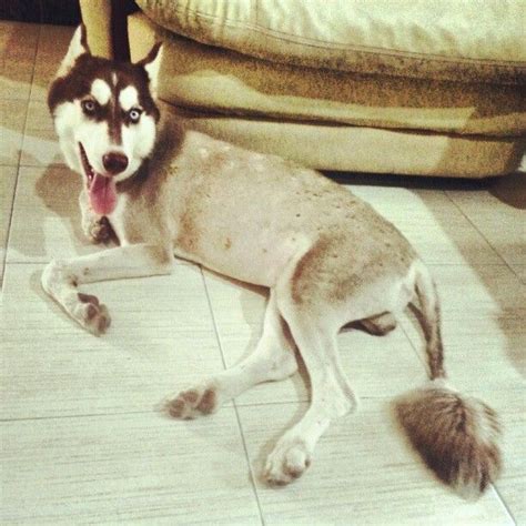 Lion Almond Shaved Body Copper Siberian Husky With His Fluffy Tail