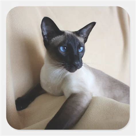 Gorgeous Siamese Cat Face Square Sticker | Zazzle