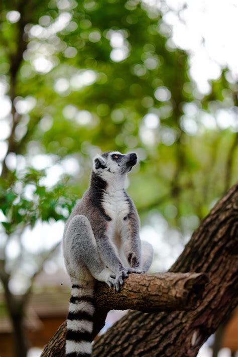 Ring Tailed Lemur Hayvan Yaban Pixabay De Cretsiz Foto Raf Pixabay