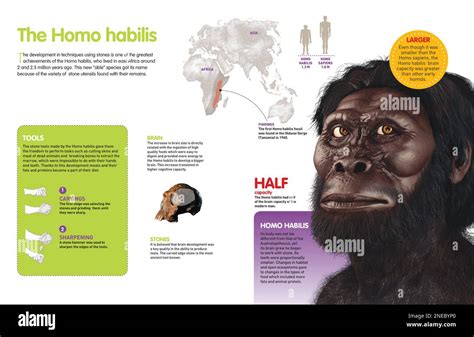 Infograf A Sobre El Homo Habilis Un Hom Nido Que Habit La Tierra Hace