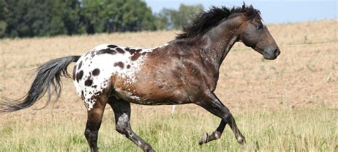 The Beautiful Appaloosa Horses American Horse Breed