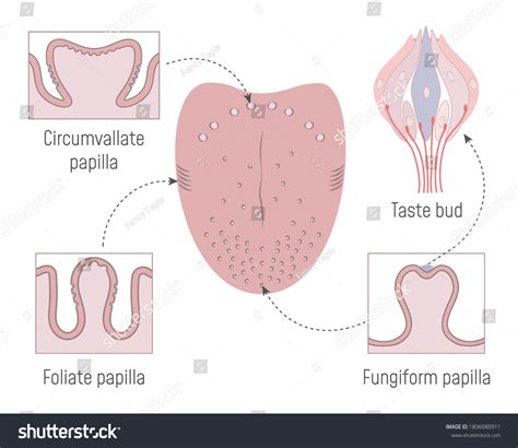 shutterstock